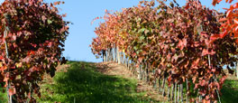 organic vineyard